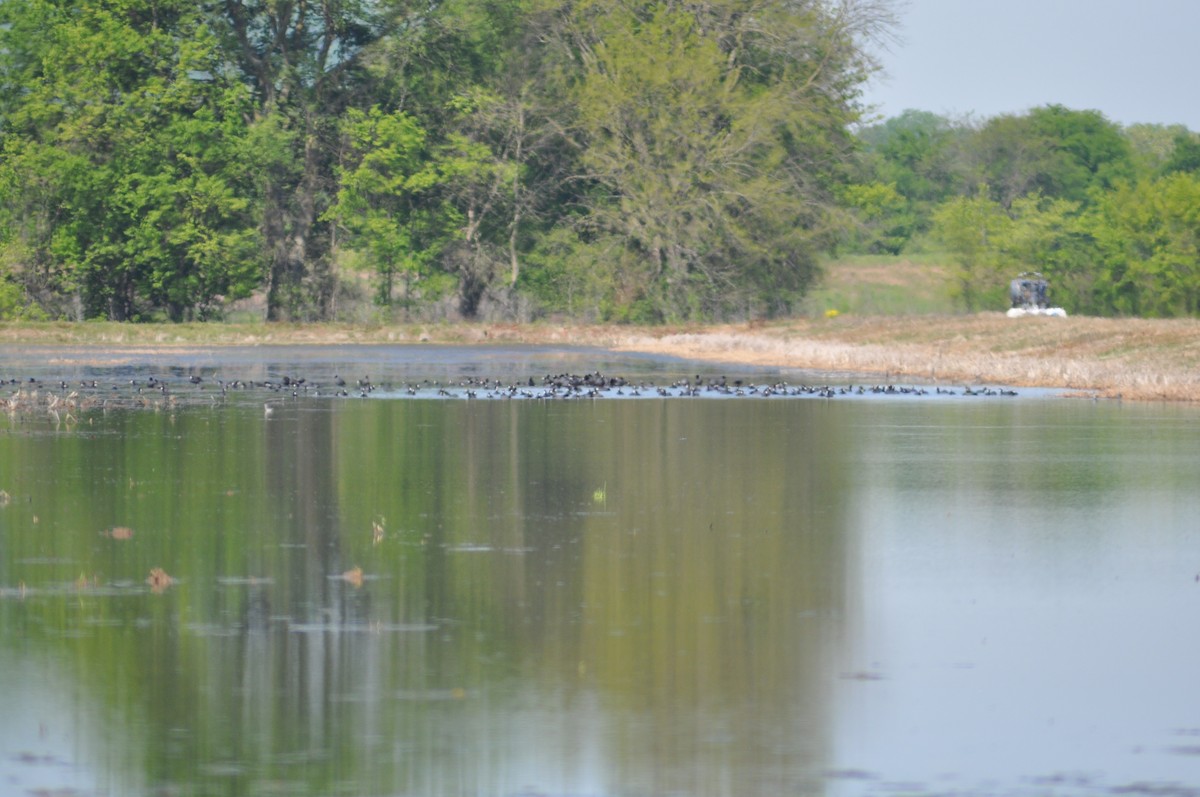 American Coot - Leah Crenshaw