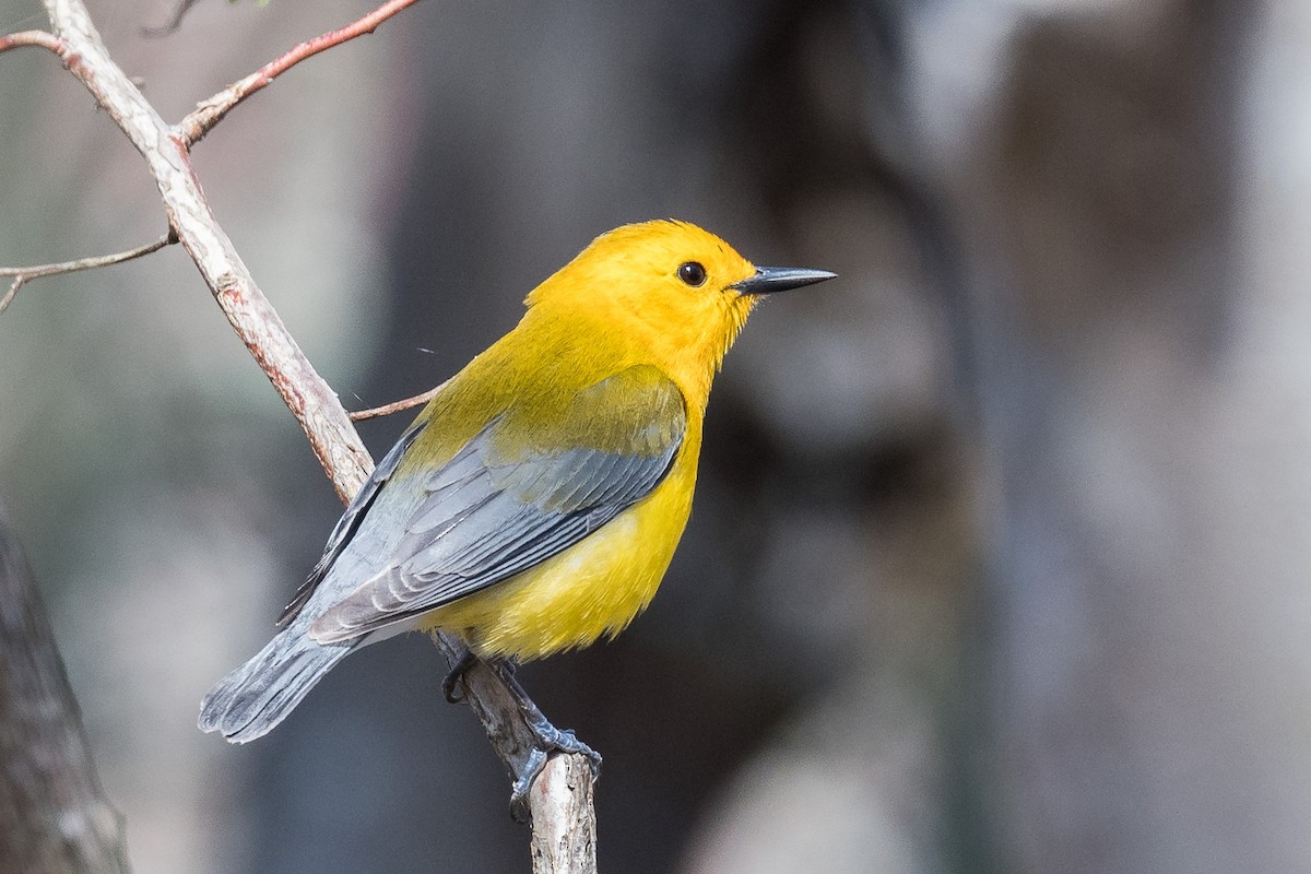 Prothonotary Warbler - ML328400761
