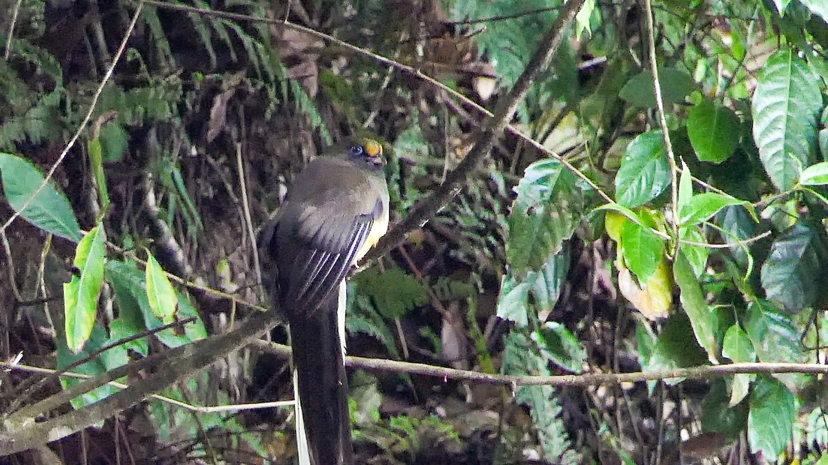 trogon růžovoocasý - ML328402471