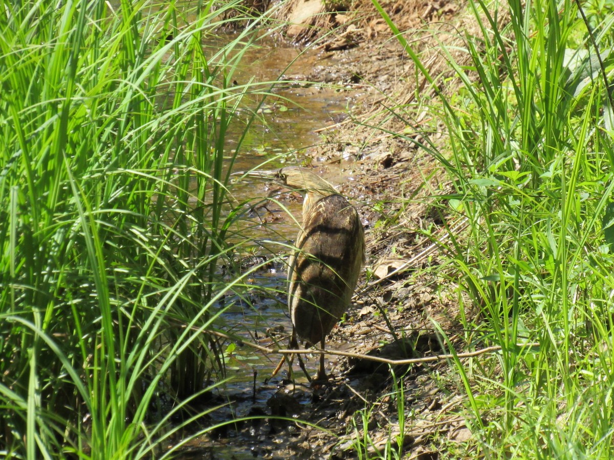 American Bittern - Amanda Brown