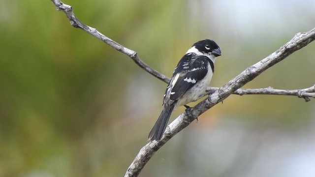 Morelet's Seedeater - ML328404051