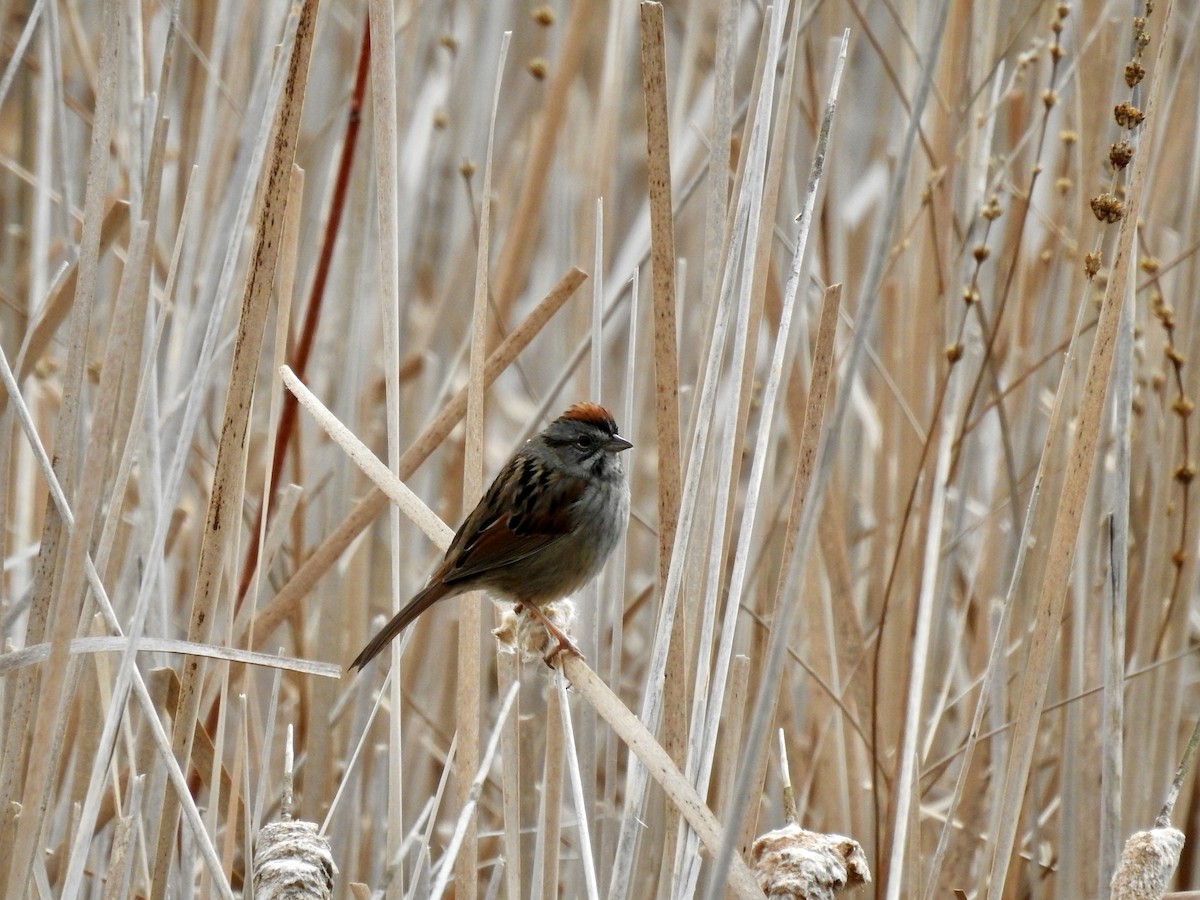 Swamp Sparrow - ML328404471