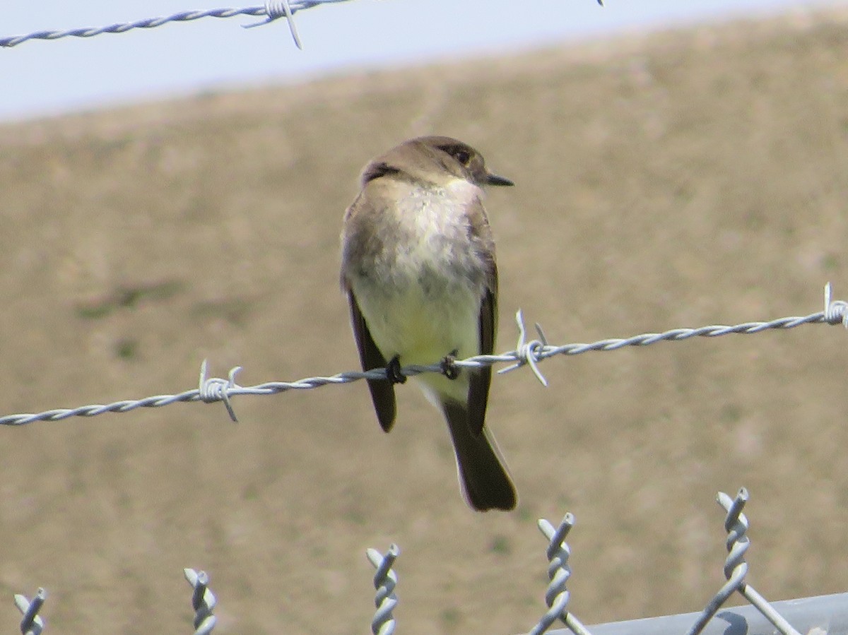 Eastern Phoebe - ML328406581