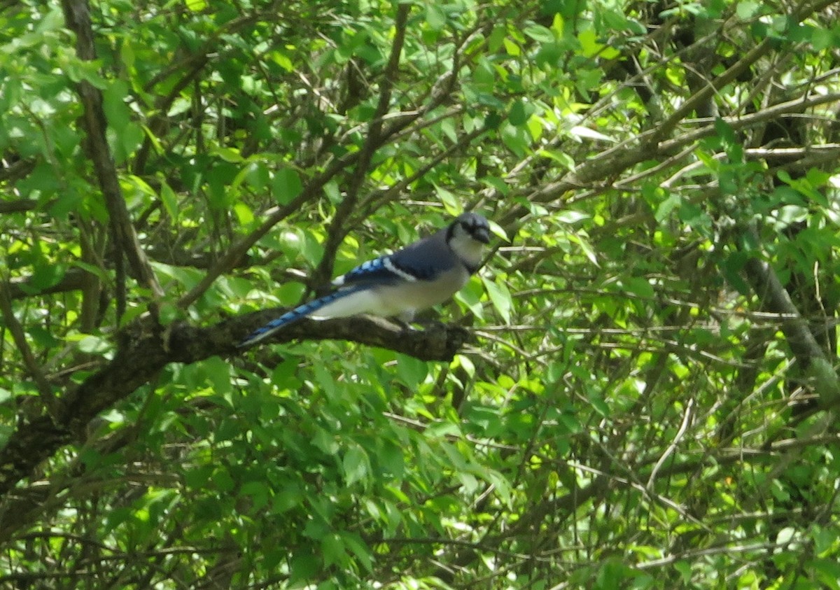 Blue Jay - Margaret Bowman