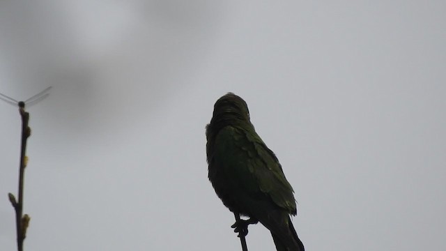 Conure naine - ML328407781