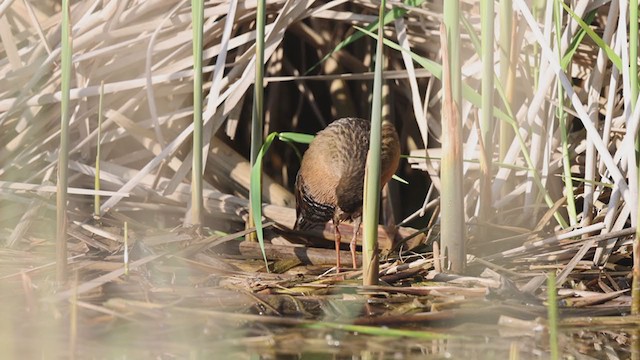 Virginia Rail - ML328409401