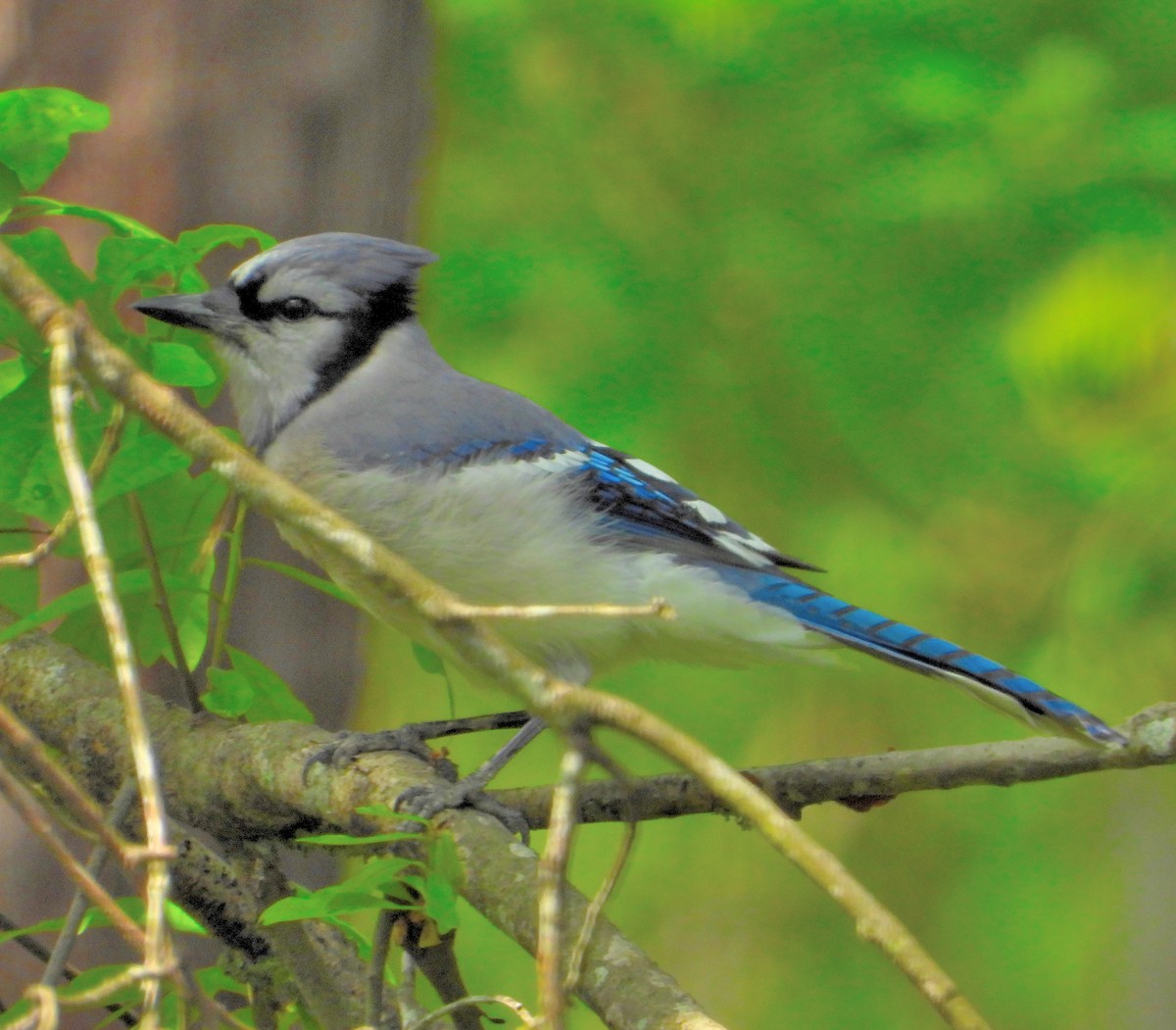 Blue Jay - ML328411621