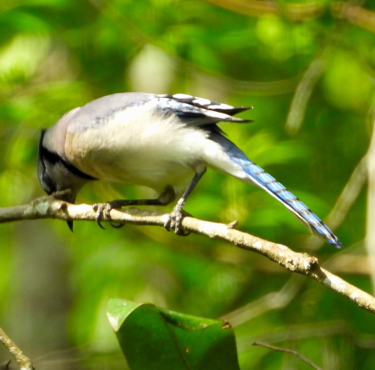 Blue Jay - ML328412141