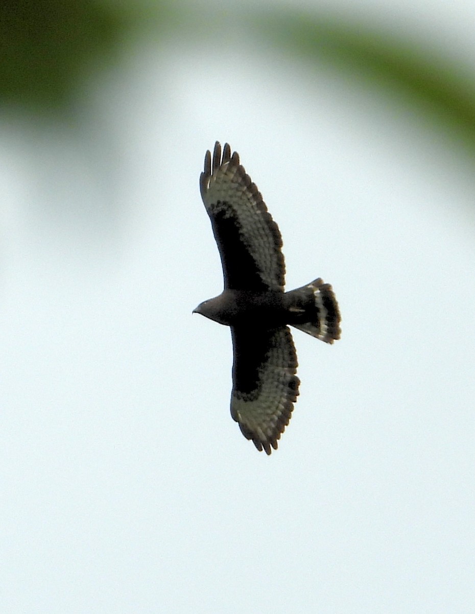 Broad-winged Hawk - ML328412581