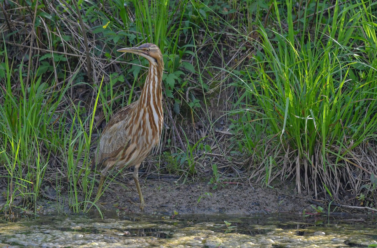 American Bittern - ML328414421