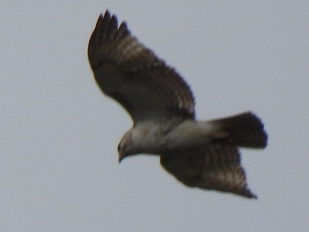 Buteo sp. - ML328414711