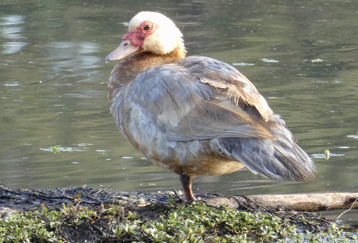 Muscovy Duck (Domestic type) - ML328415031
