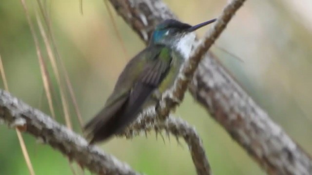 Azure-crowned Hummingbird - ML328416921