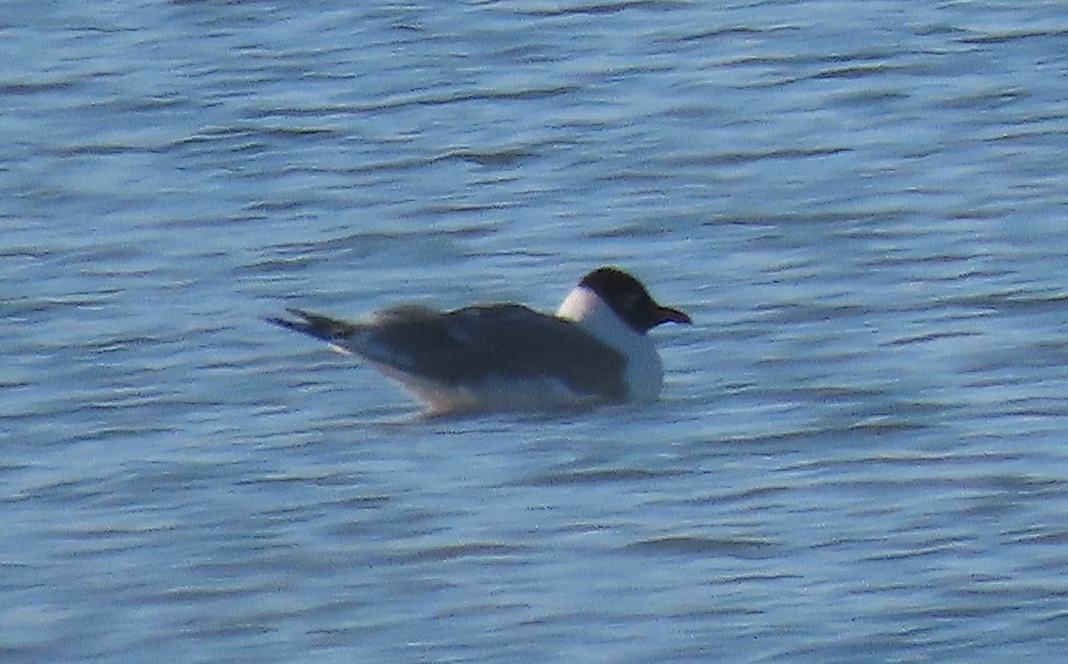 Franklin's Gull - ML328417091