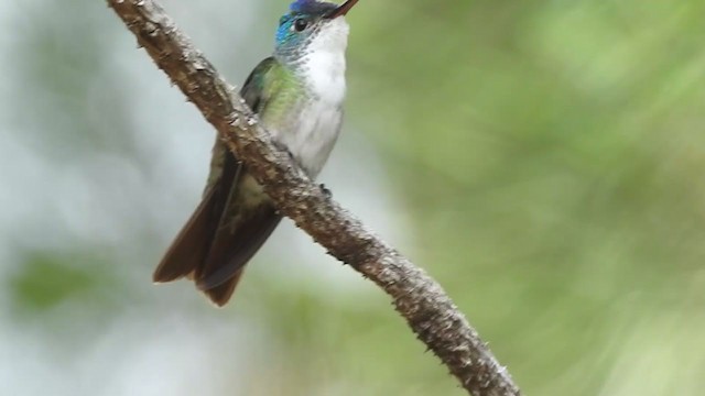 Azure-crowned Hummingbird - ML328417851
