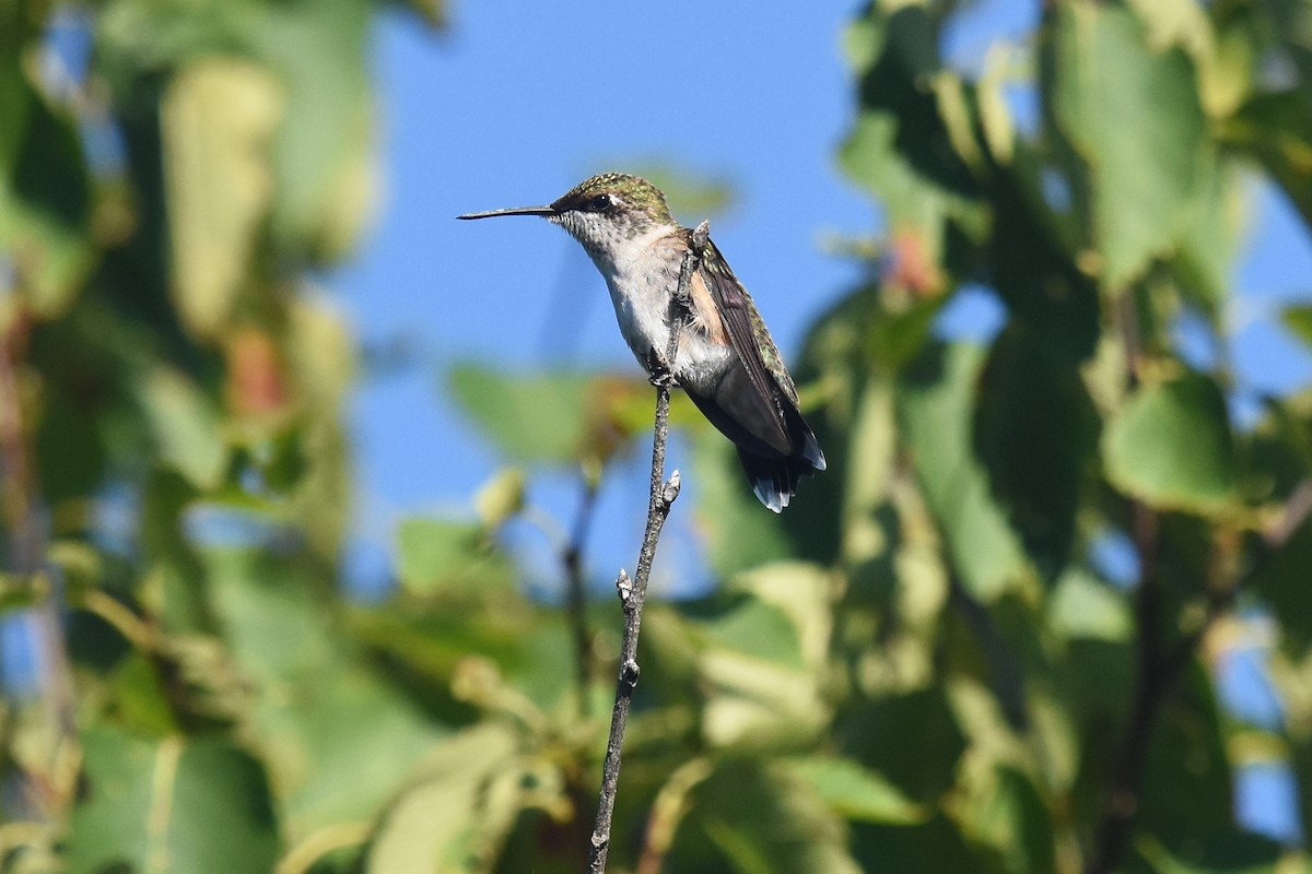 Ruby-throated Hummingbird - ML32841791
