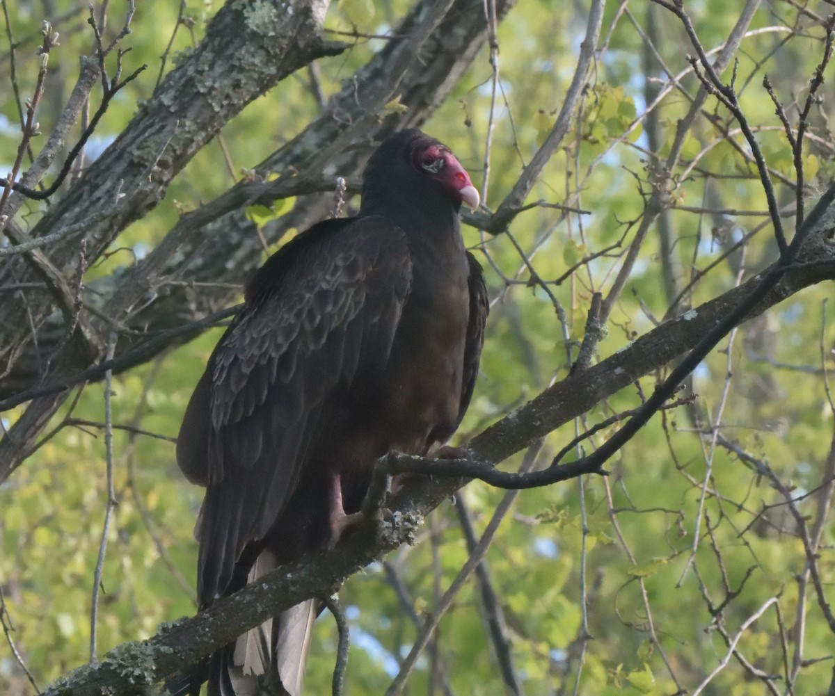 Turkey Vulture - ML328418631