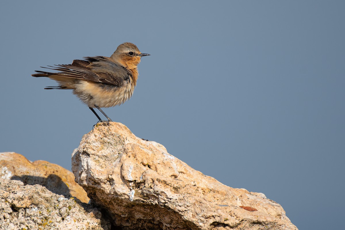Northern Wheatear - ML328421261