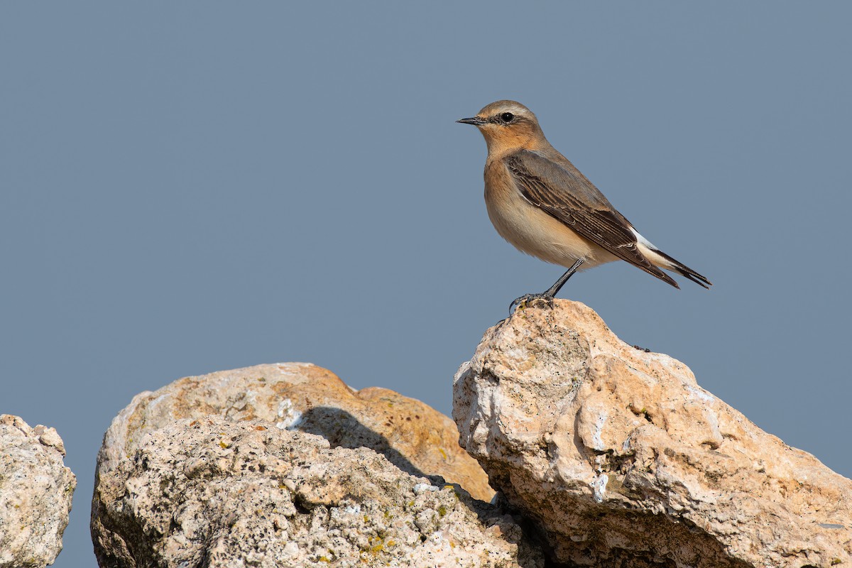 Northern Wheatear - ML328421271