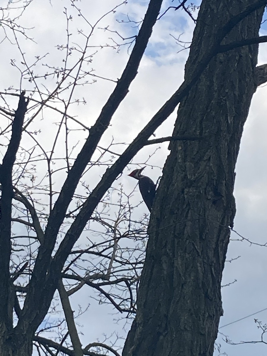 Pileated Woodpecker - ML328422441