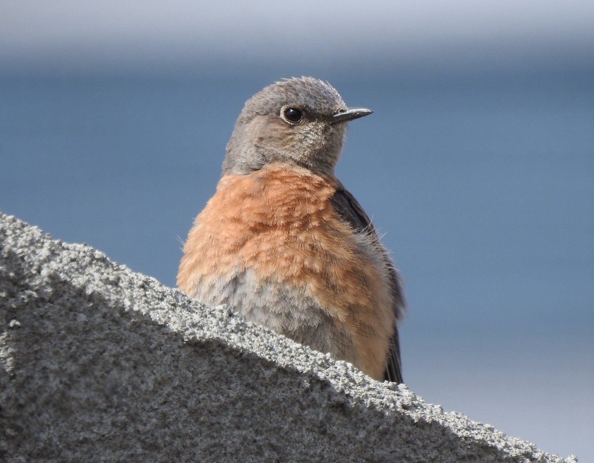 Western Bluebird - ML328426241