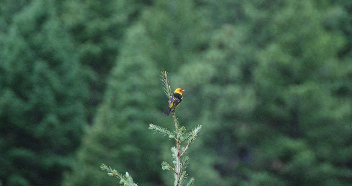 Western Tanager - ML328426521