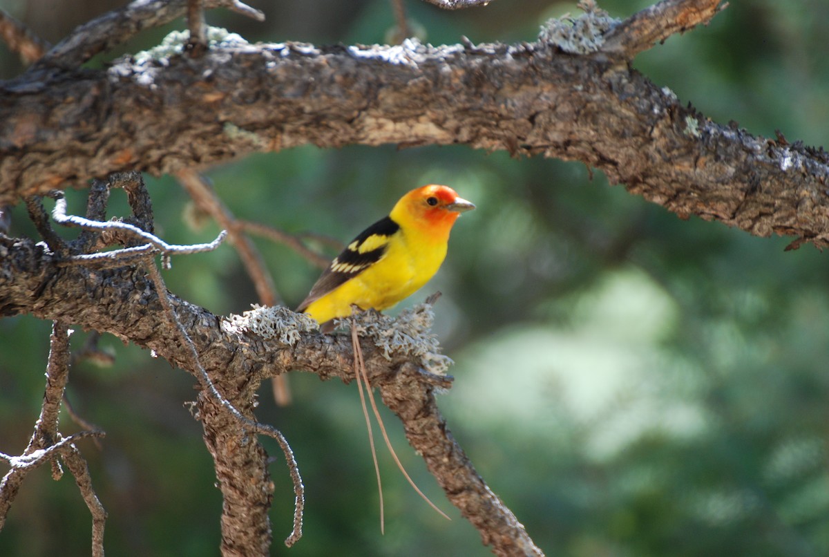 Western Tanager - ML328426631