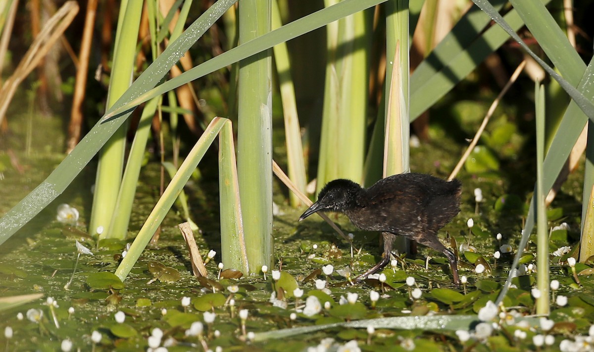 Virginia Rail (Virginia) - ML32842711