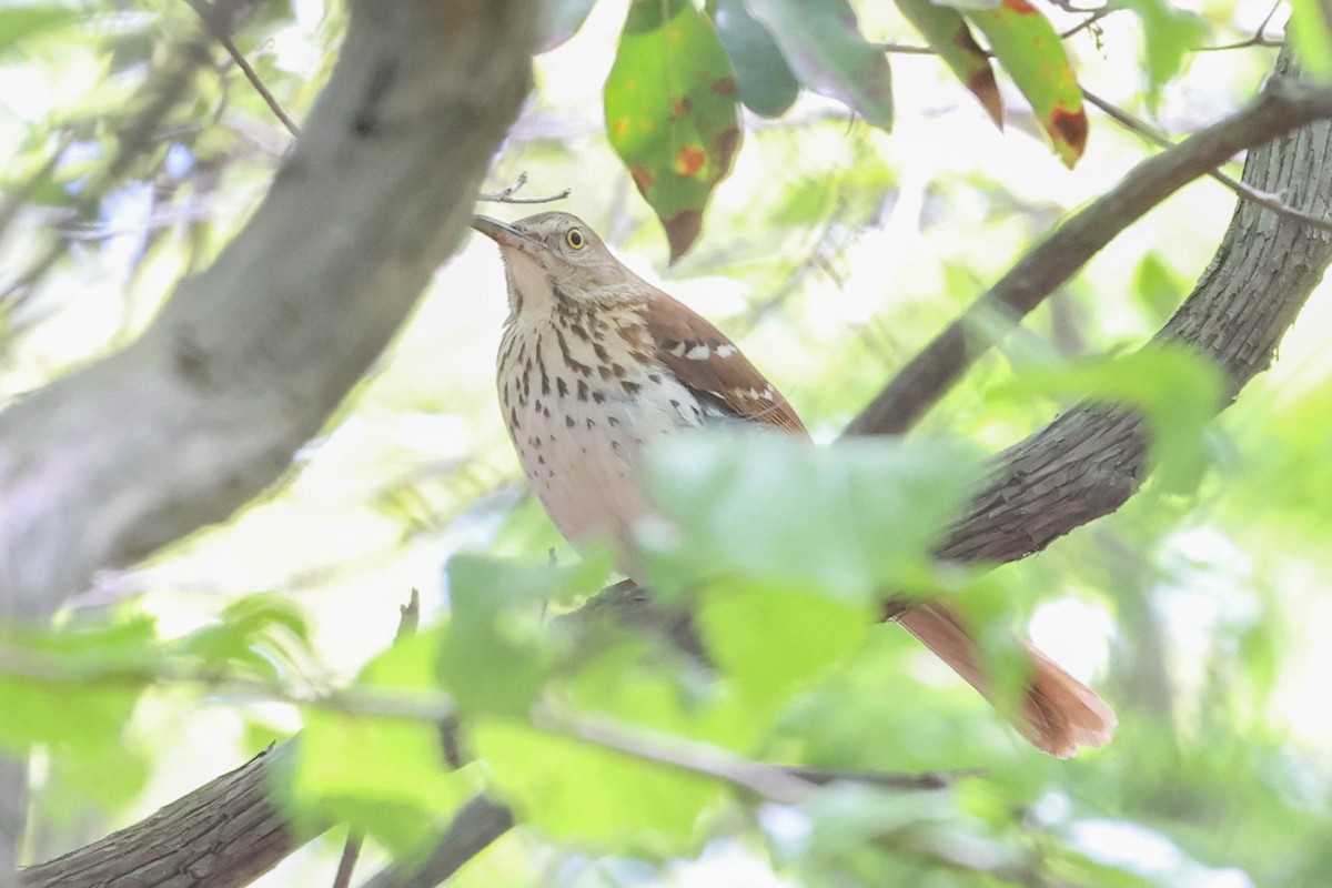 Brown Thrasher - ML328427211