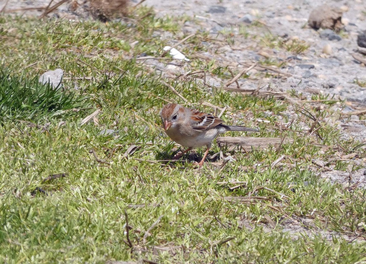 Field Sparrow - Larry Zirlin