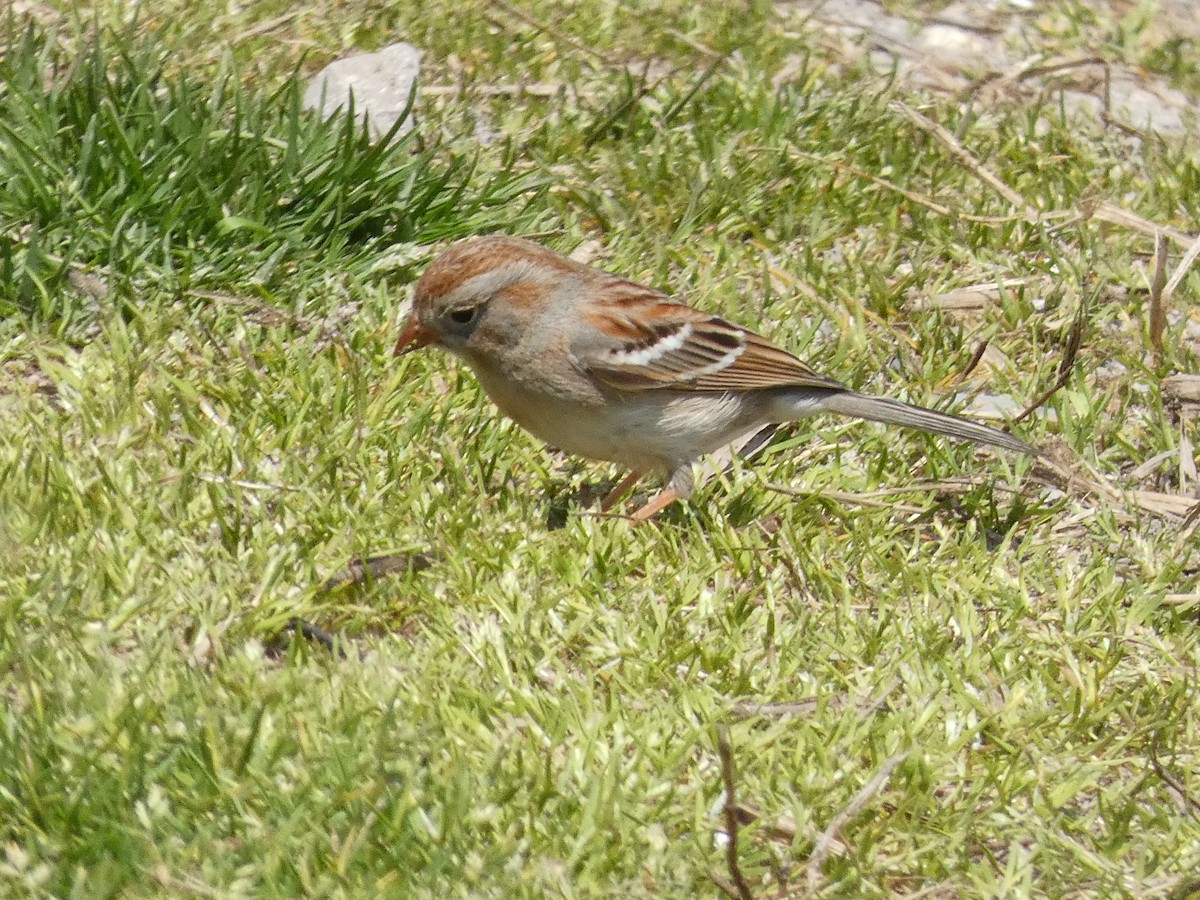 Field Sparrow - Larry Zirlin