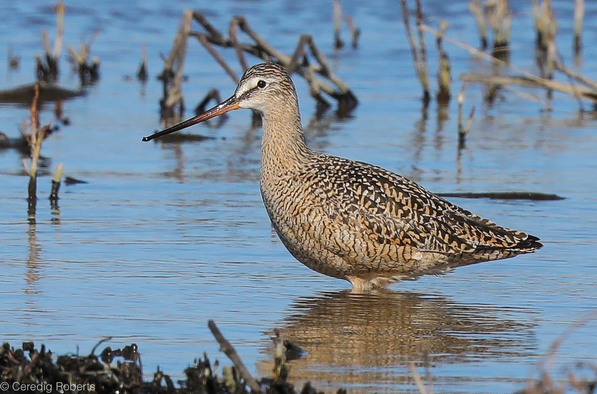 Marbled Godwit - ML328429881