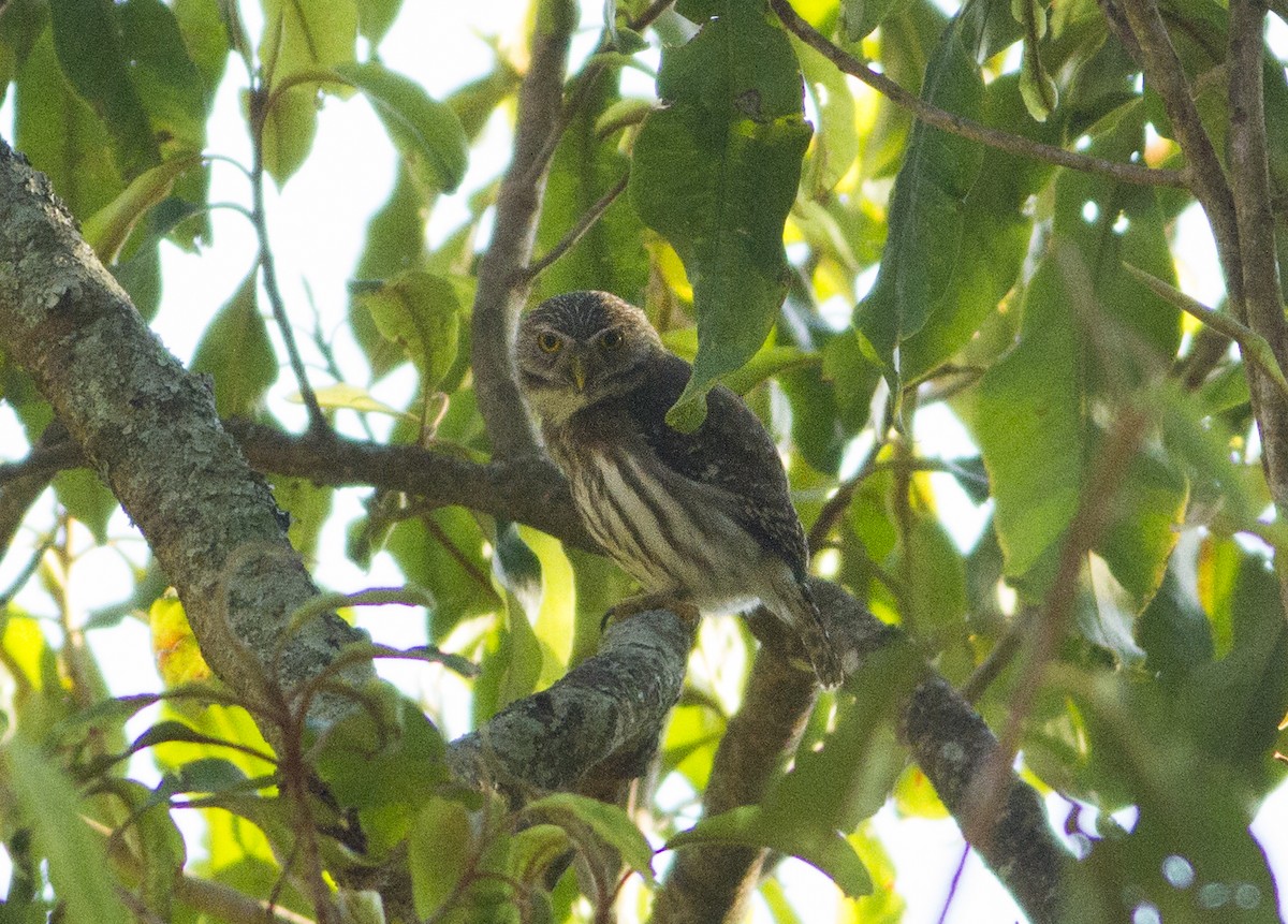 Ferruginous Pygmy-Owl - Lucas Bobay