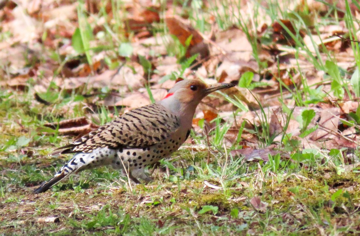 Northern Flicker - Carena Pooth