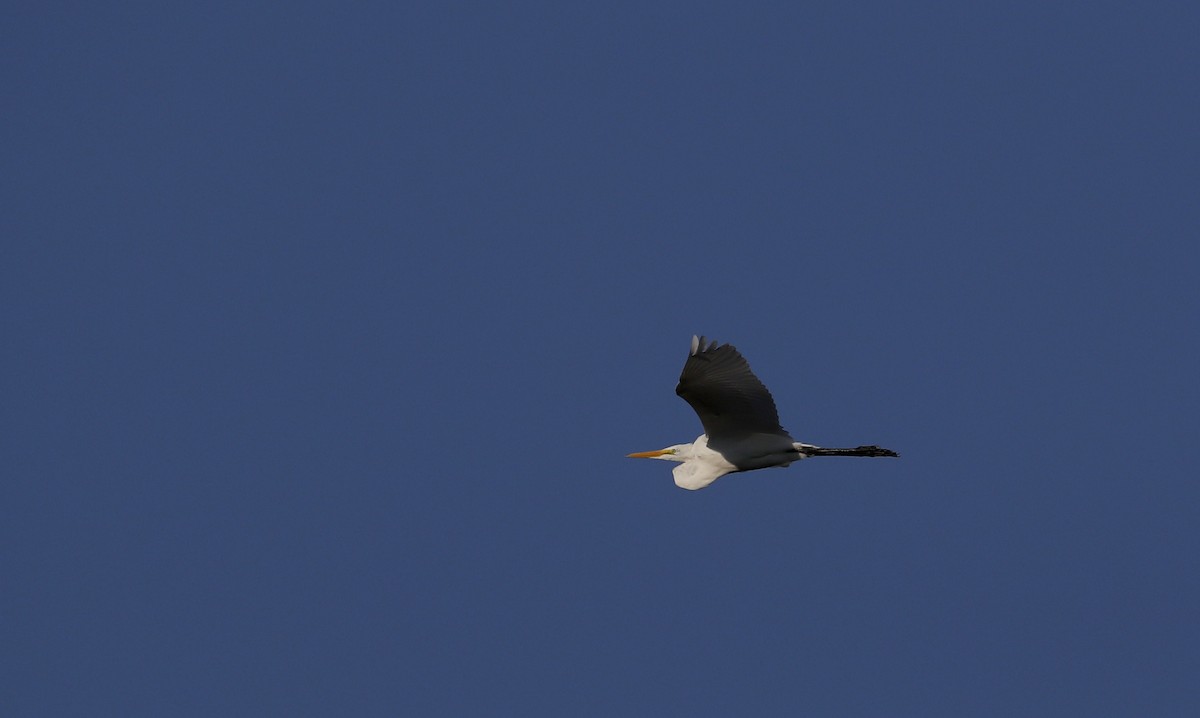 Great Egret - ML32843241