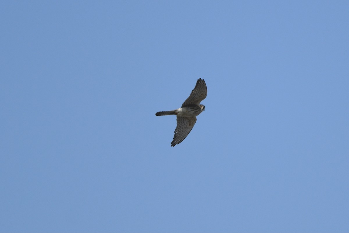 American Kestrel - ML328432501