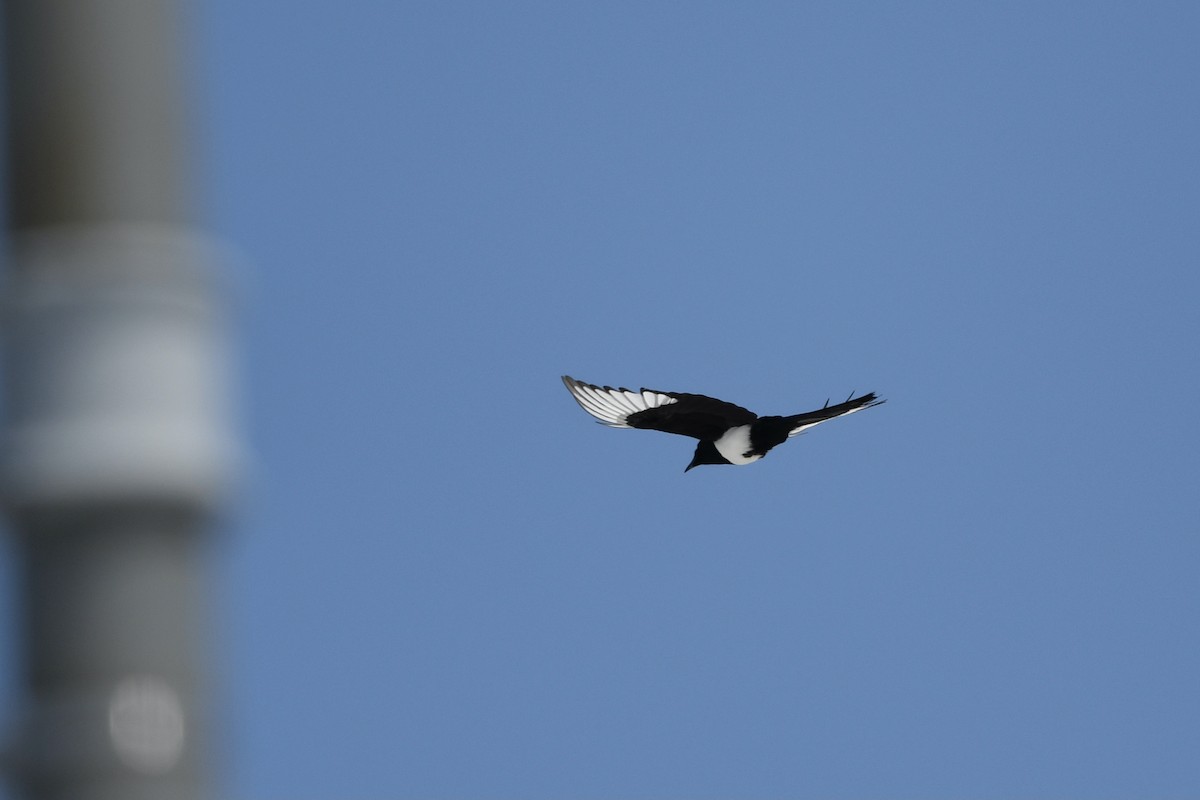 Black-billed Magpie - Myron Peterson