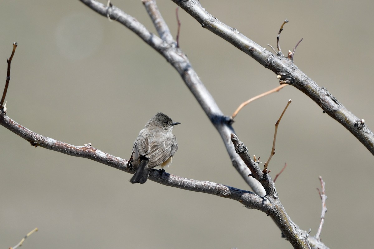 Say's Phoebe - Myron Peterson