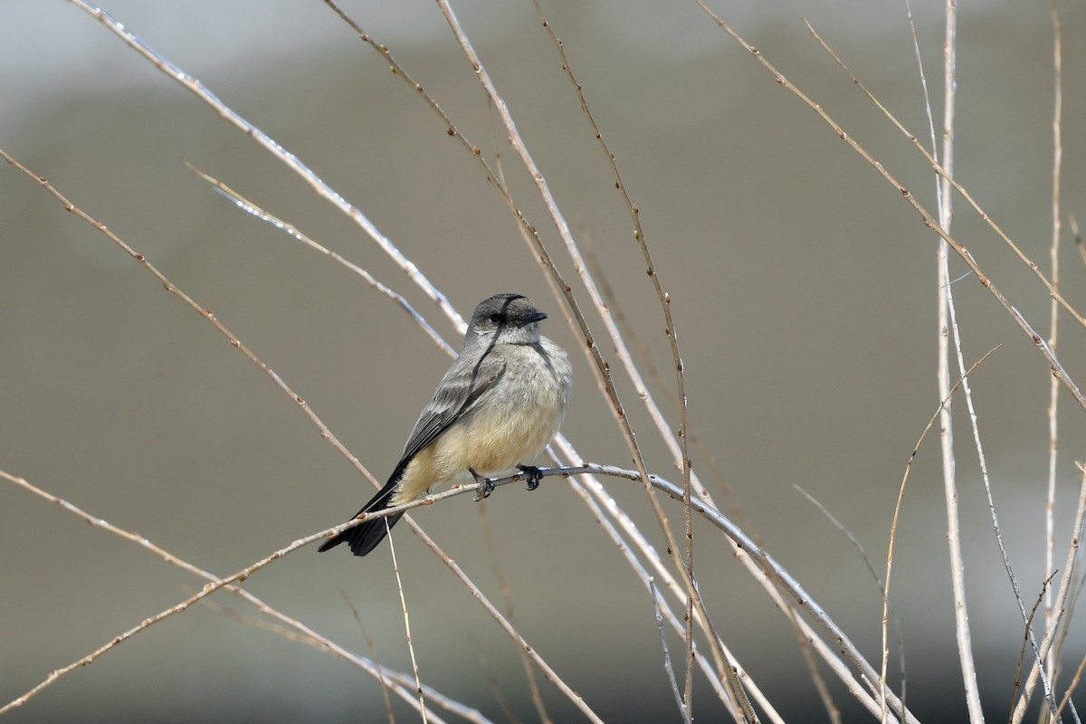 Say's Phoebe - ML328432621