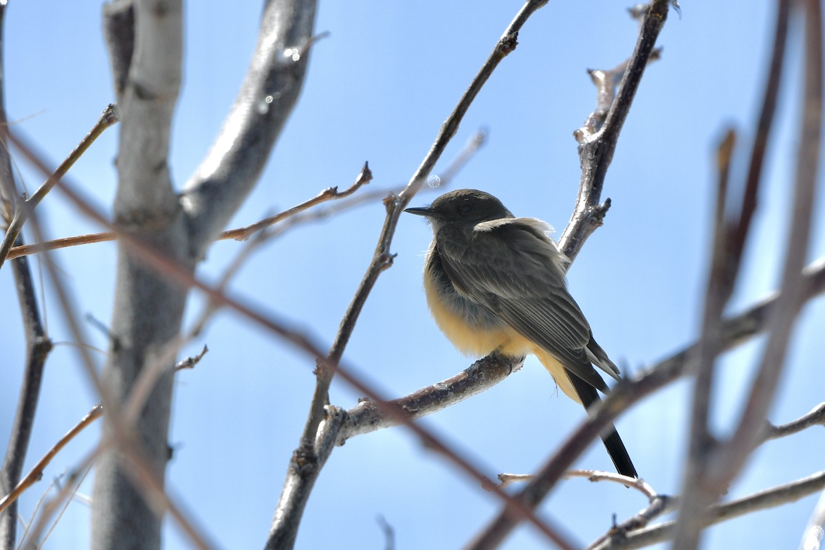 Say's Phoebe - ML328432641