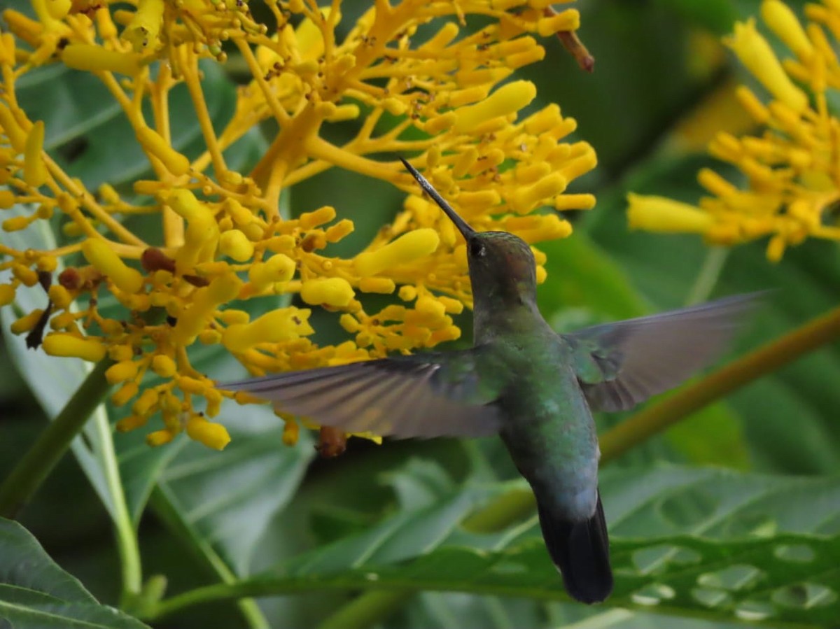 Blue-fronted Lancebill - ML328432651