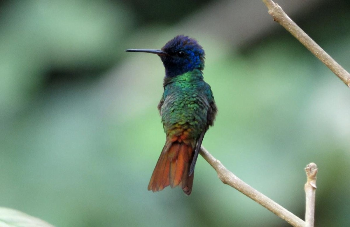 Golden-tailed Sapphire - ML328432751