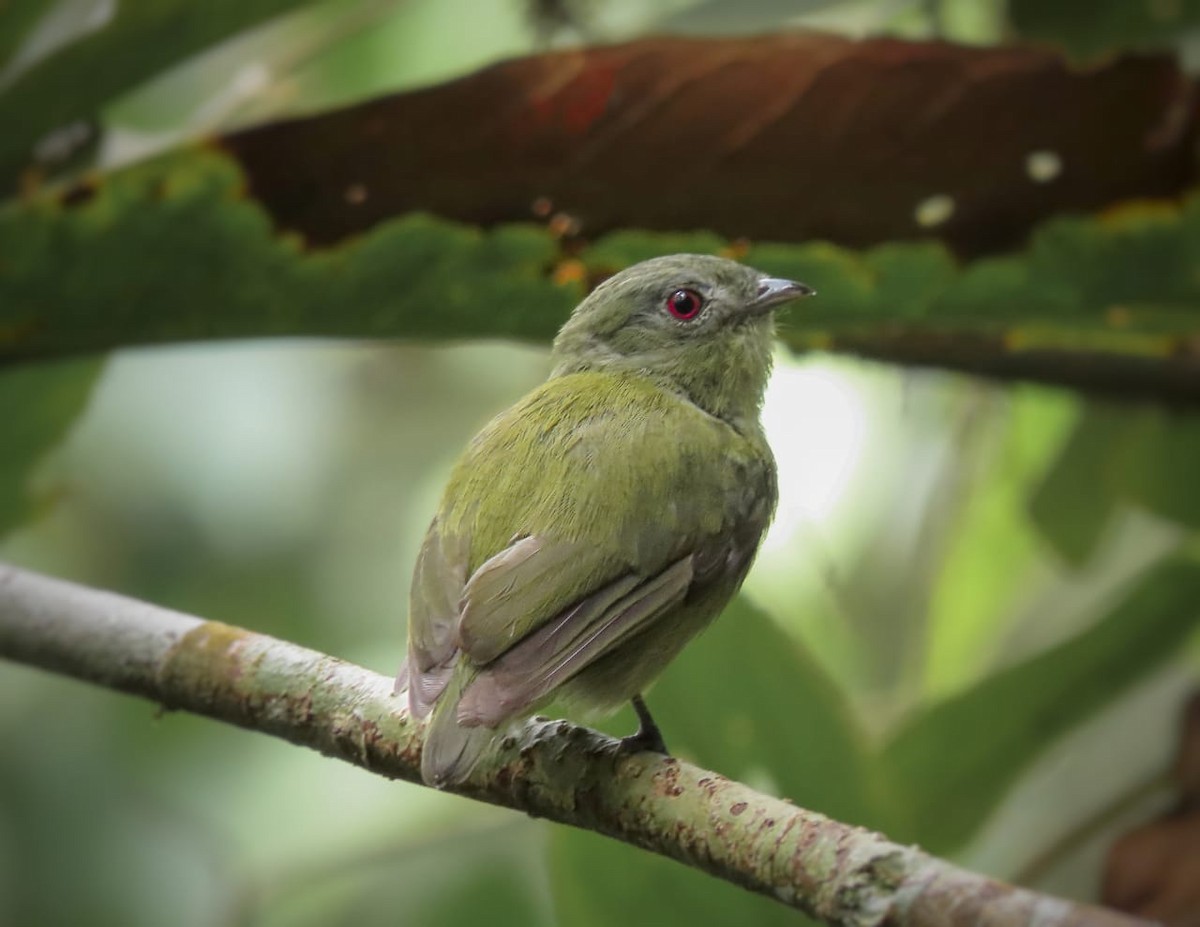 White-crowned Manakin - ML328432811