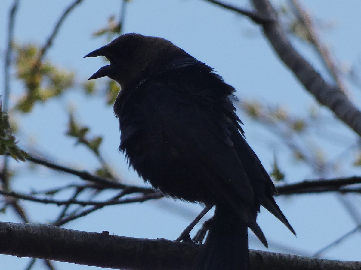 Brown-headed Cowbird - ML328433591