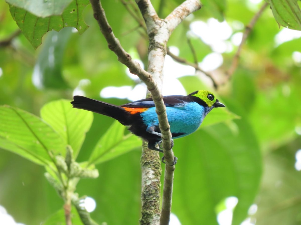 Paradise Tanager - ML328433661