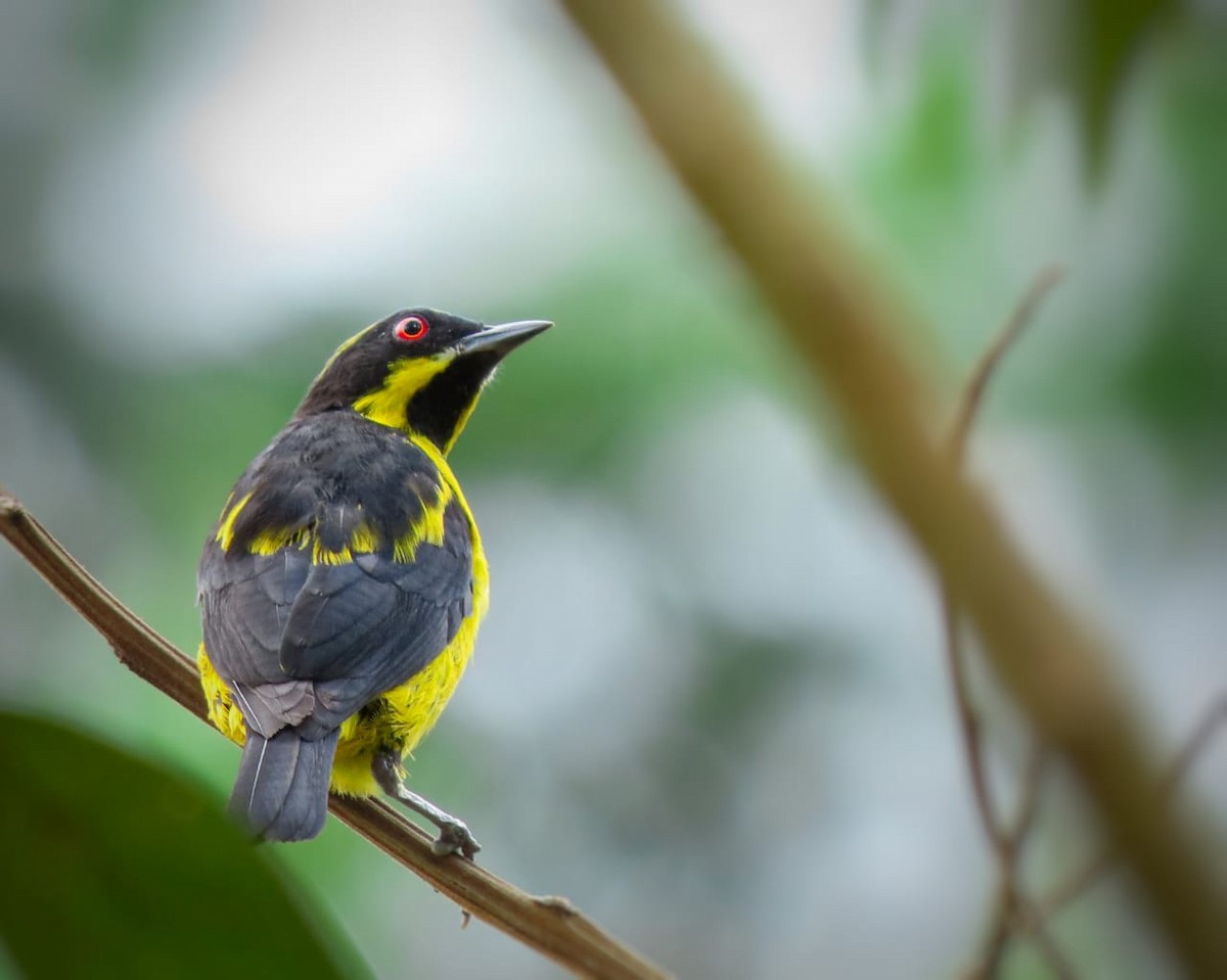 Yellow-bellied Dacnis - ML328433721