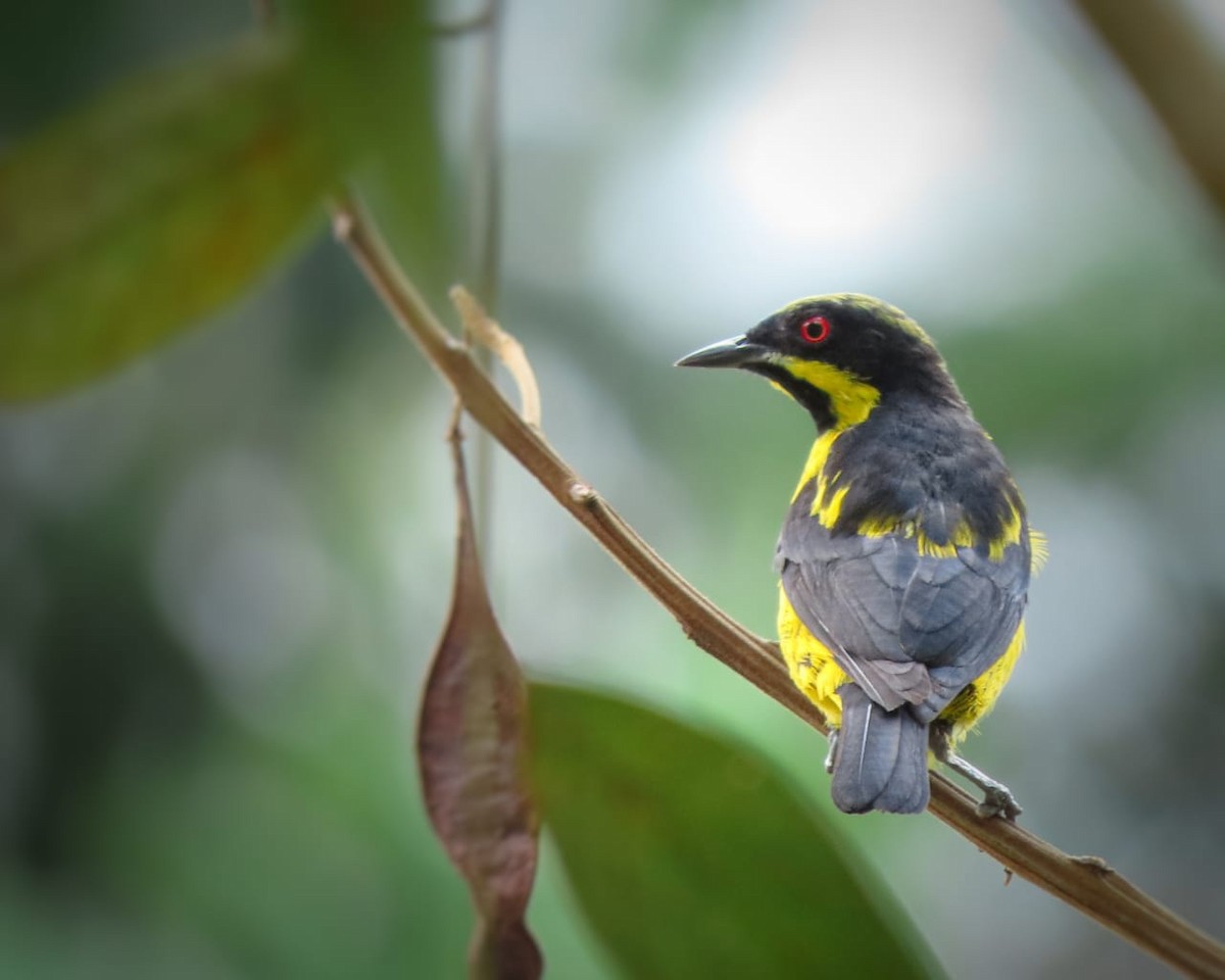 Yellow-bellied Dacnis - ML328433981