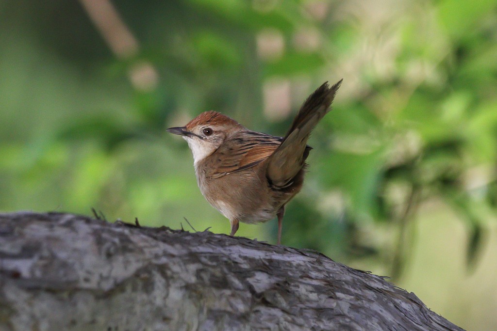 Tawny Grassbird - Andrew Naumann