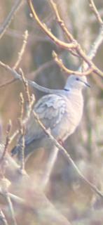Eurasian Collared-Dove - ML328434391