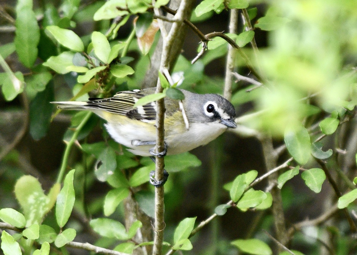 Blue-headed Vireo - ML328437411